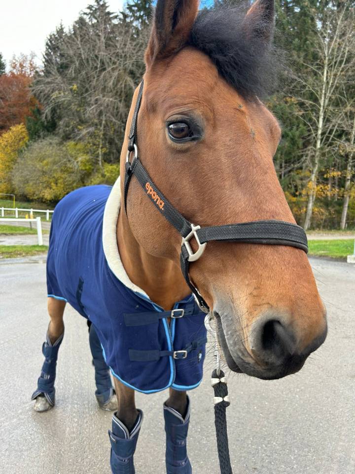 Caballo castrado Silla Francés En venta 2012 Bayo