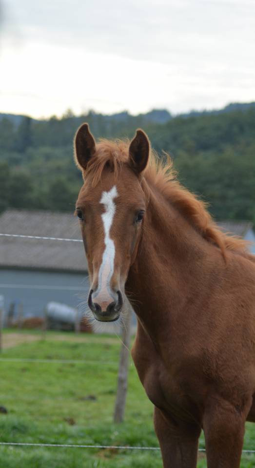 Potro Silla Francés En venta 2025 Alazán por SOLIMAN DE HUS