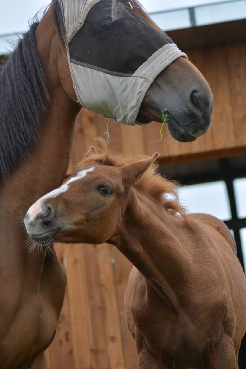 Potro Silla Francés En venta 2025 Alazán por SOLIMAN DE HUS