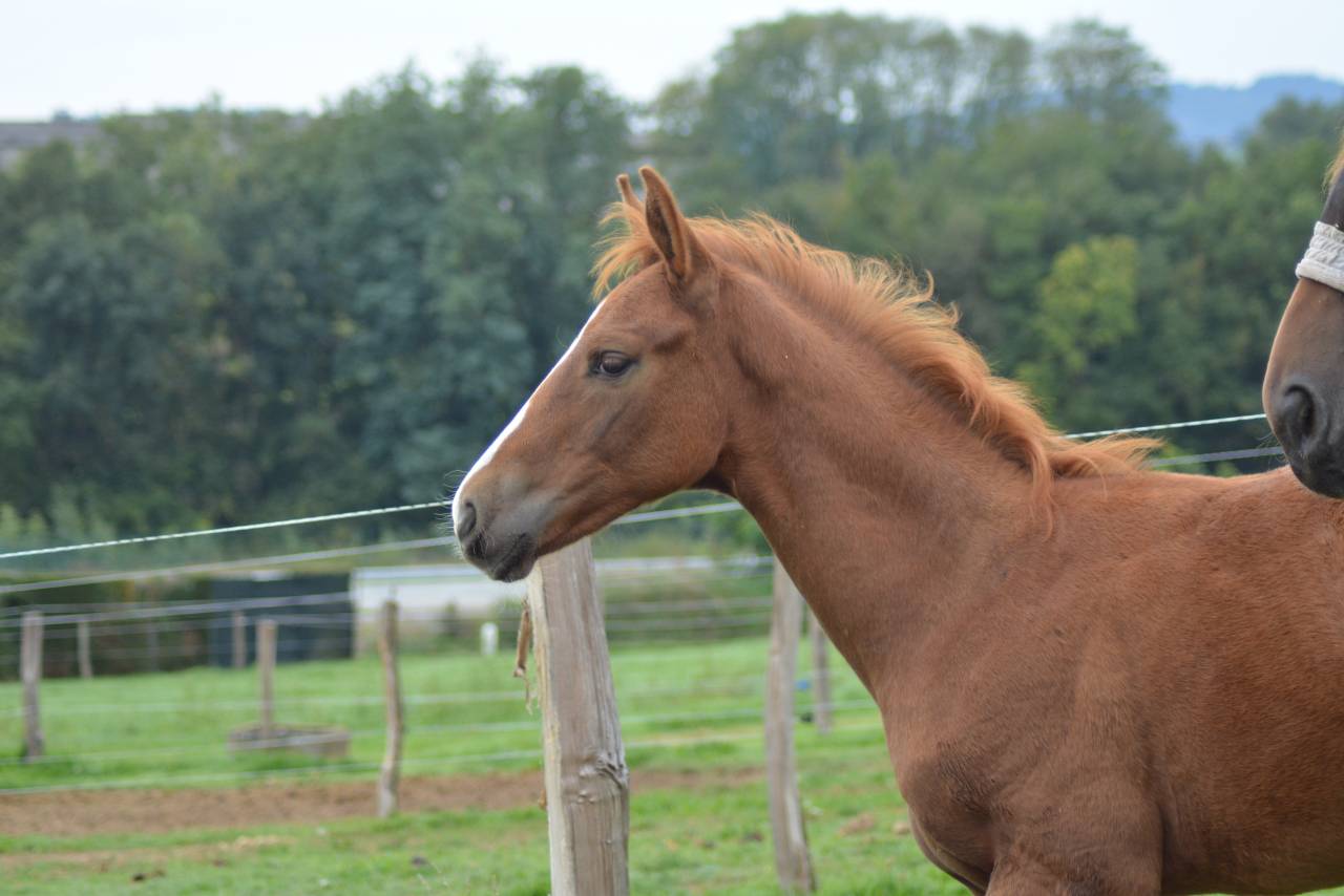 Potro Silla Francés En venta 2025 Alazán por SOLIMAN DE HUS