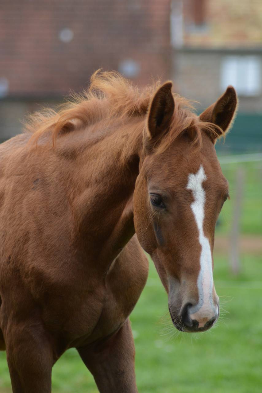 Potro Silla Francés En venta 2025 Alazán por SOLIMAN DE HUS