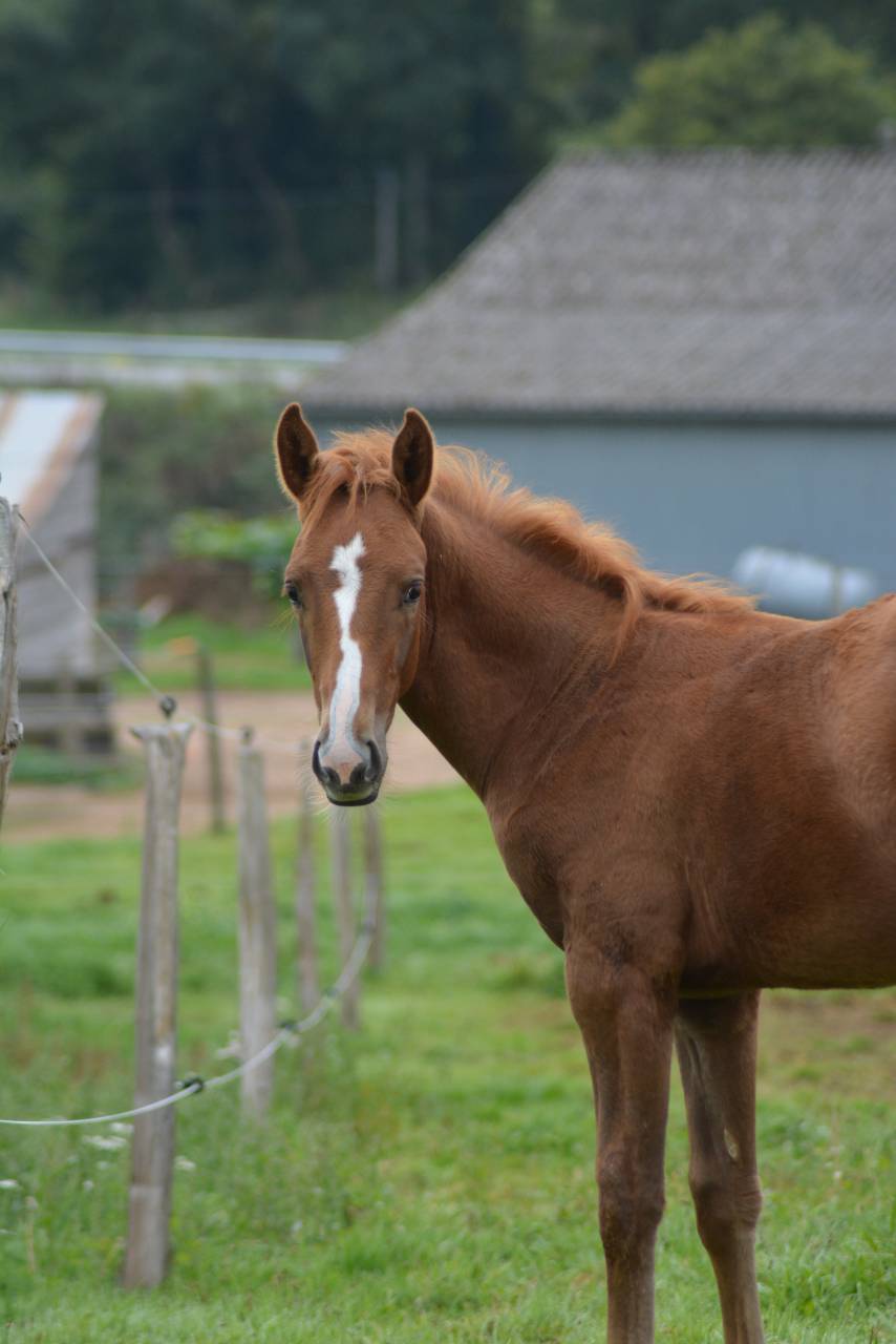 Potro Silla Francés En venta 2025 Alazán por SOLIMAN DE HUS