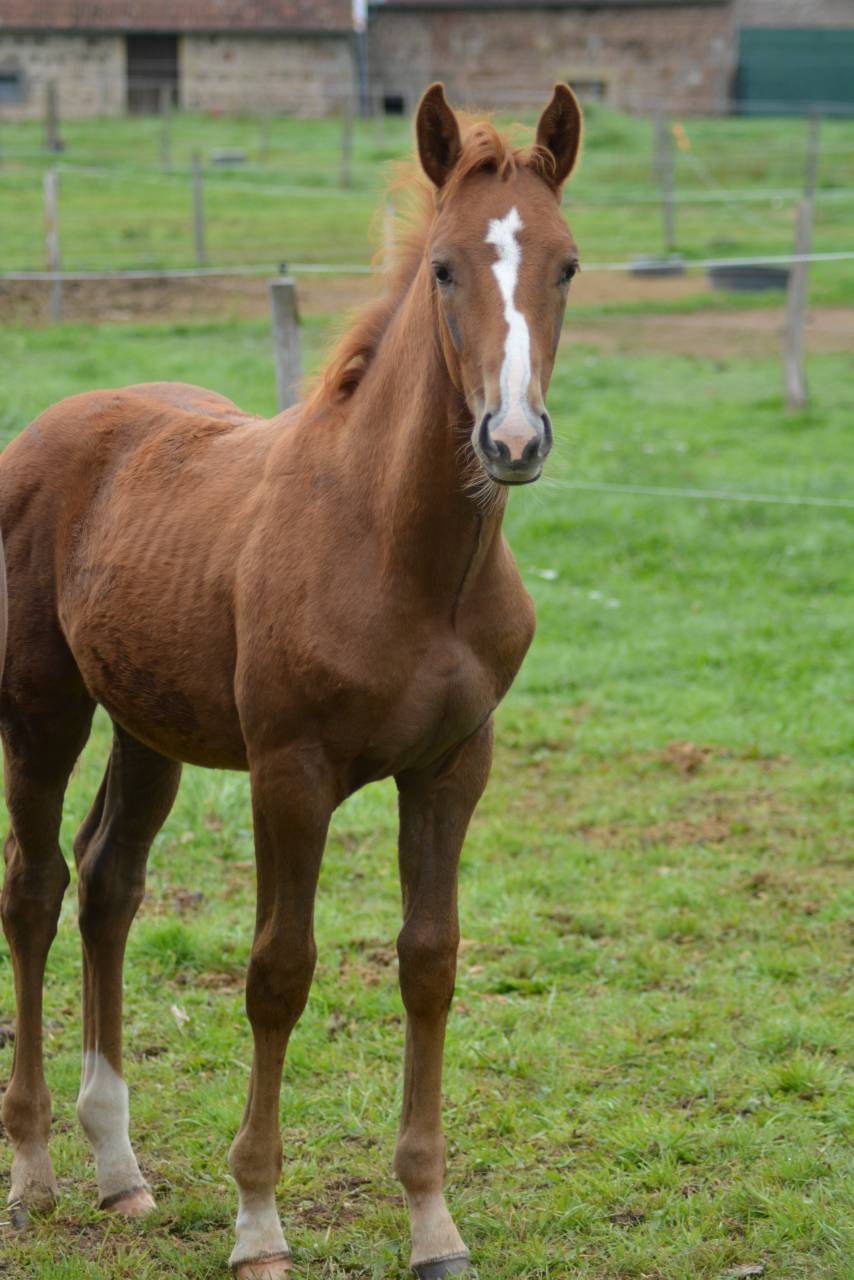 Potro Silla Francés En venta 2025 Alazán por SOLIMAN DE HUS