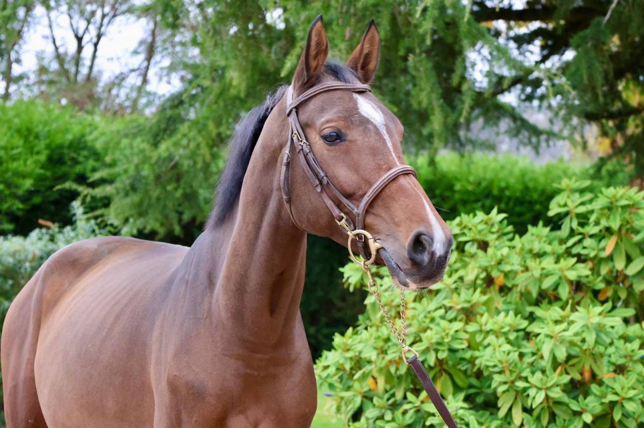 Yegua KWPN Caballo de Deporte Neerlandés En venta 2016 Bayo por Arezzo VDL