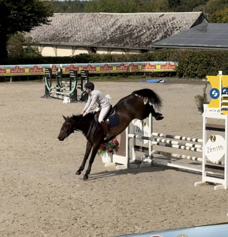 Yegua Silla Francés En venta 2019 Bayo por BALOU STAR