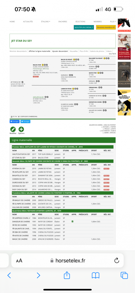 Yegua Silla Francés En venta 2019 Bayo por BALOU STAR