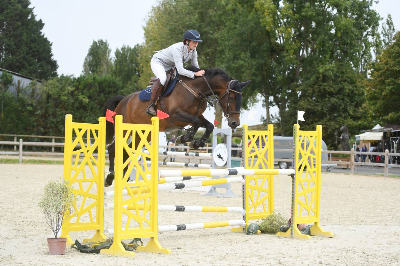 Yegua Silla Francés En venta 2019 Bayo por BALOU STAR