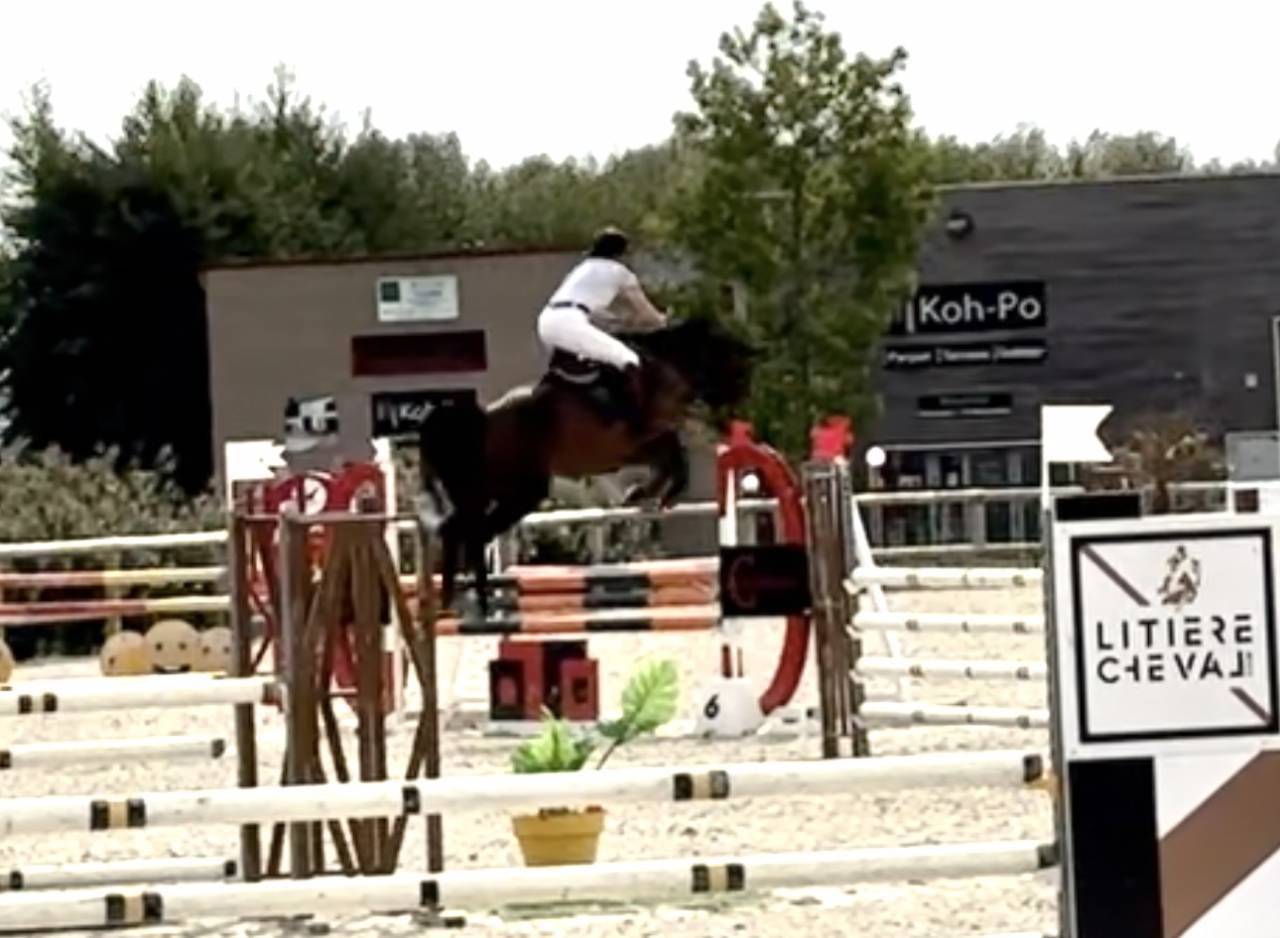 Yegua Silla Francés En venta 2019 Bayo por BALOU STAR