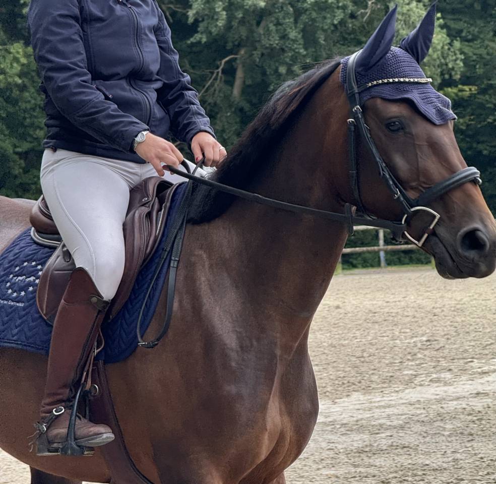 Yegua Silla Francés En venta 2019 Bayo por BALOU STAR