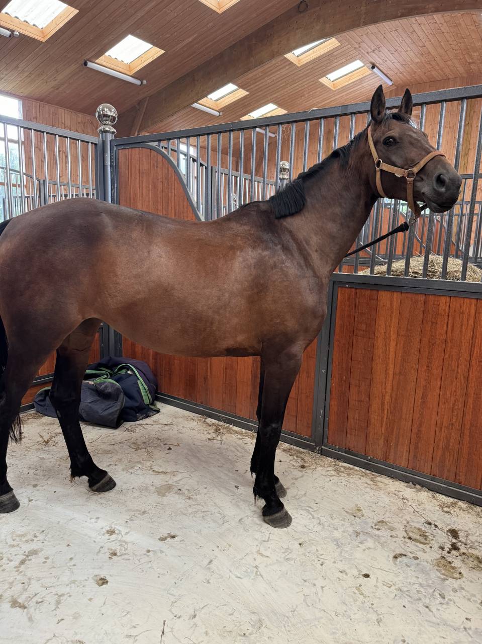 Yegua Silla Francés En venta 2019 Bayo por BALOU STAR