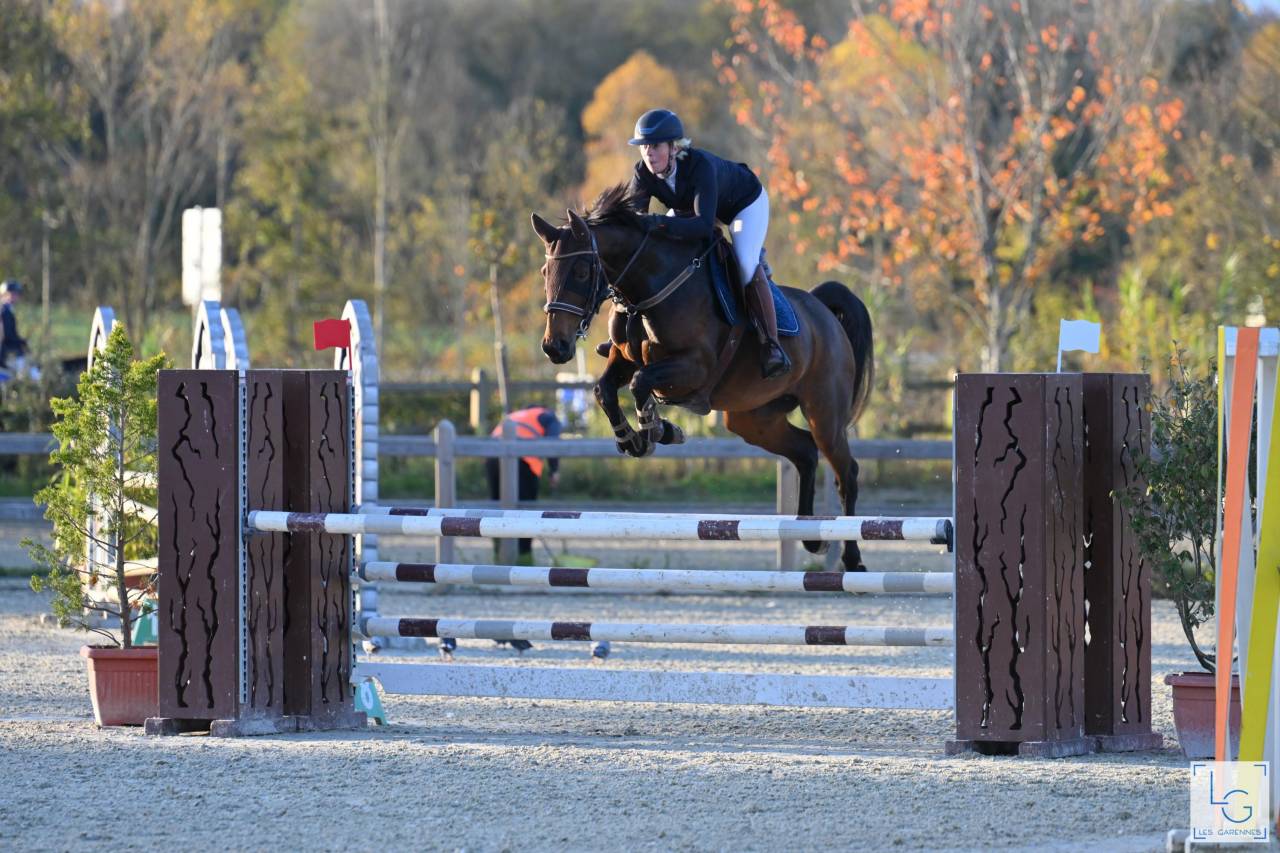 Yegua Silla Francés En venta 2019 Bayo por BALOU STAR