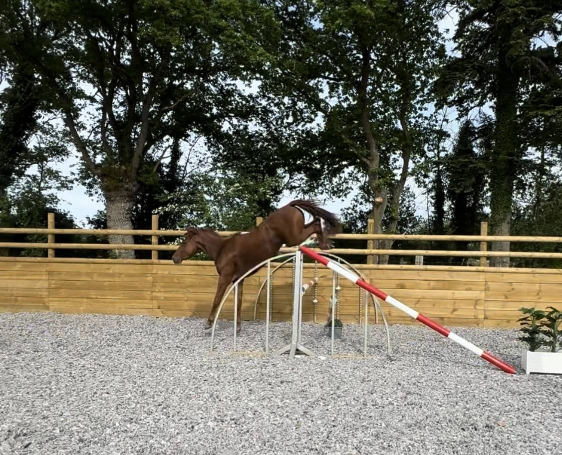 Yegua Silla Francés En venta 2022 Alazán por I Am Semilly