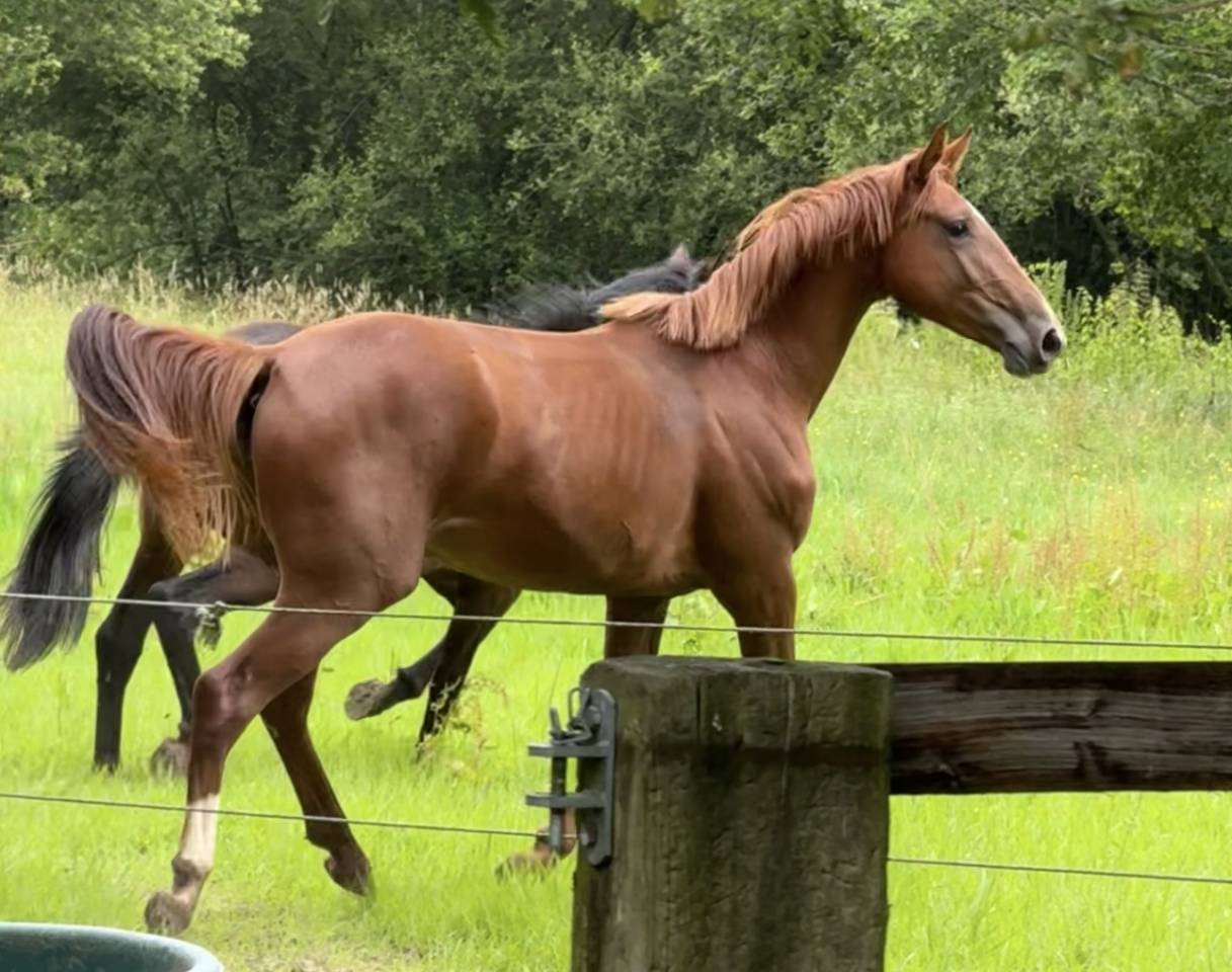 Yegua Silla Francés En venta 2022 Alazán por I Am Semilly