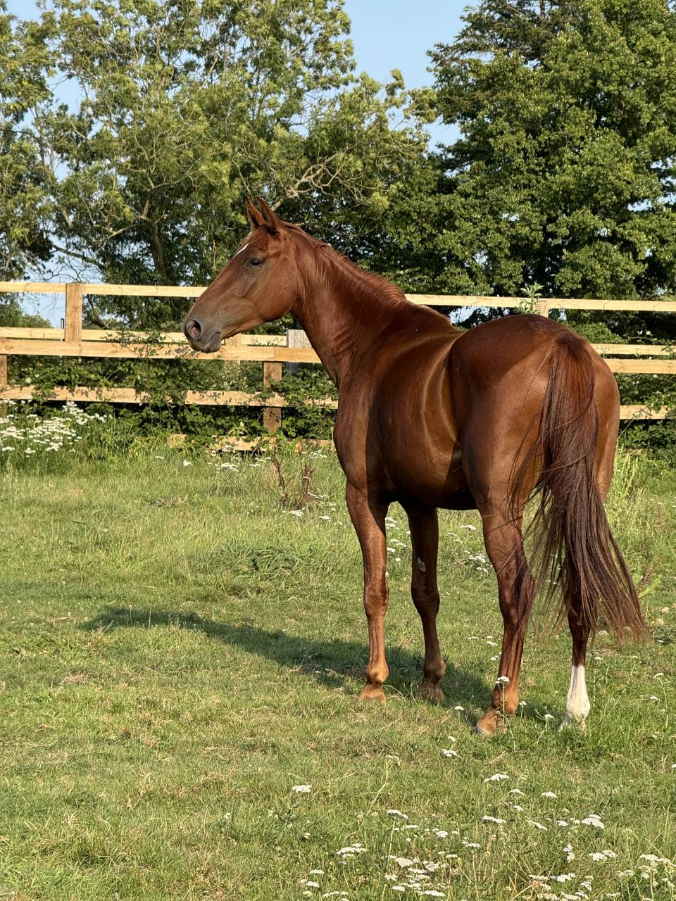 Yegua Silla Francés En venta 2022 Alazán por I Am Semilly