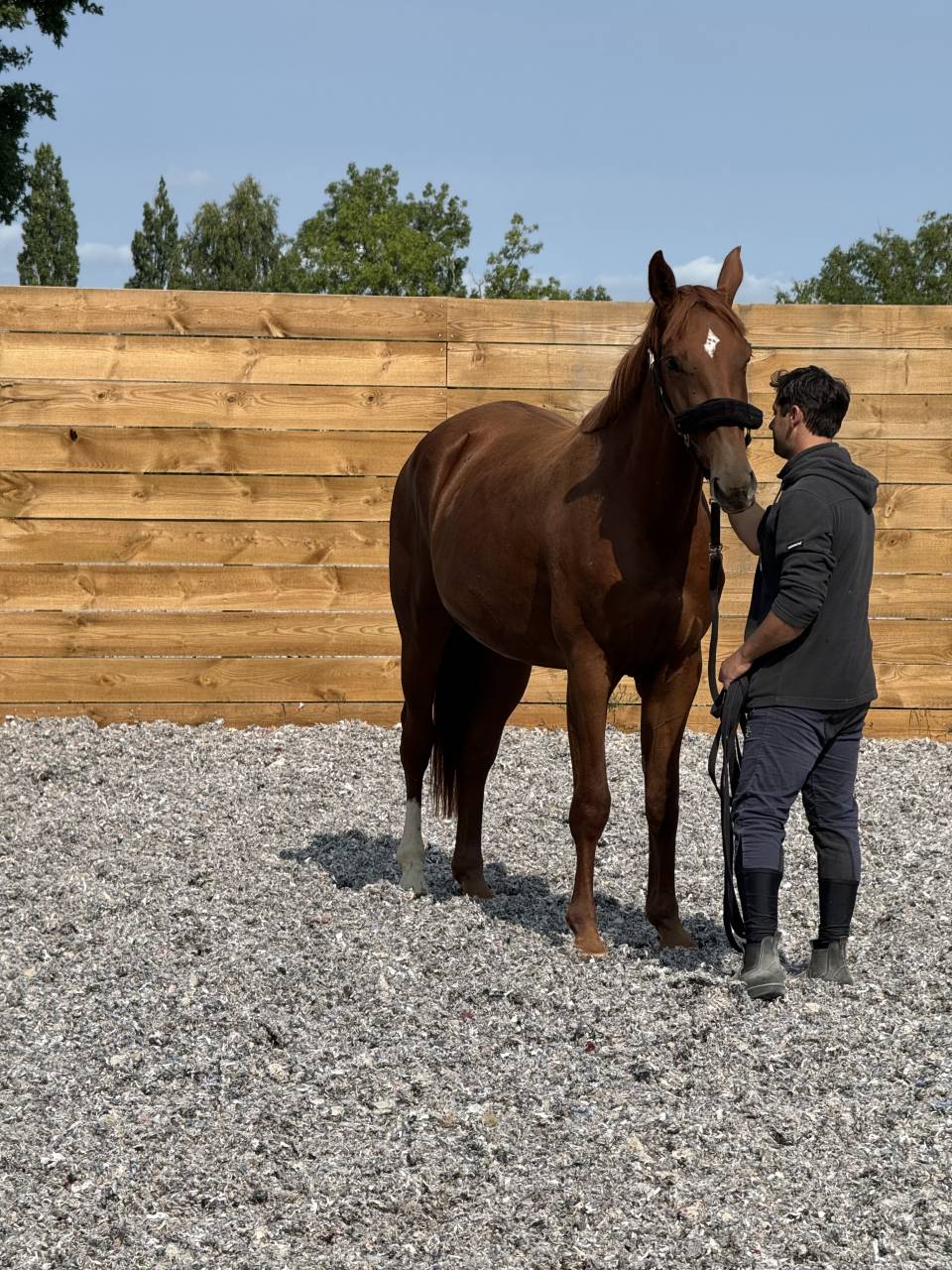 Yegua Silla Francés En venta 2022 Alazán por I Am Semilly