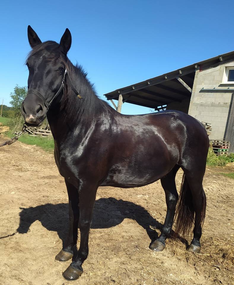 Caballo castrado Caballo Menorquin En venta 2016 Negro por SUTSU(ESP)OES