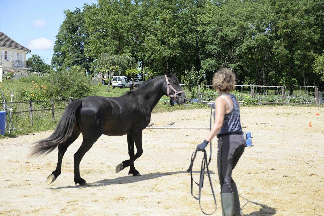 Caballo castrado Caballo Menorquin En venta 2016 Negro por SUTSU(ESP)OES