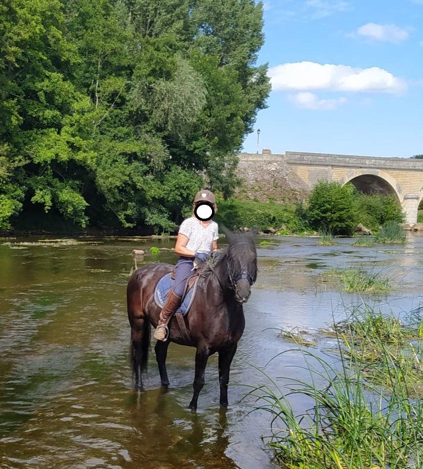 Caballo castrado Caballo Menorquin En venta 2016 Negro por SUTSU(ESP)OES