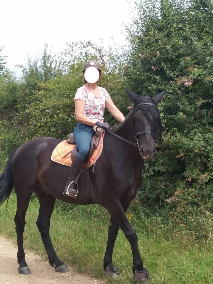 Caballo castrado Caballo Menorquin En venta 2016 Negro por SUTSU(ESP)OES