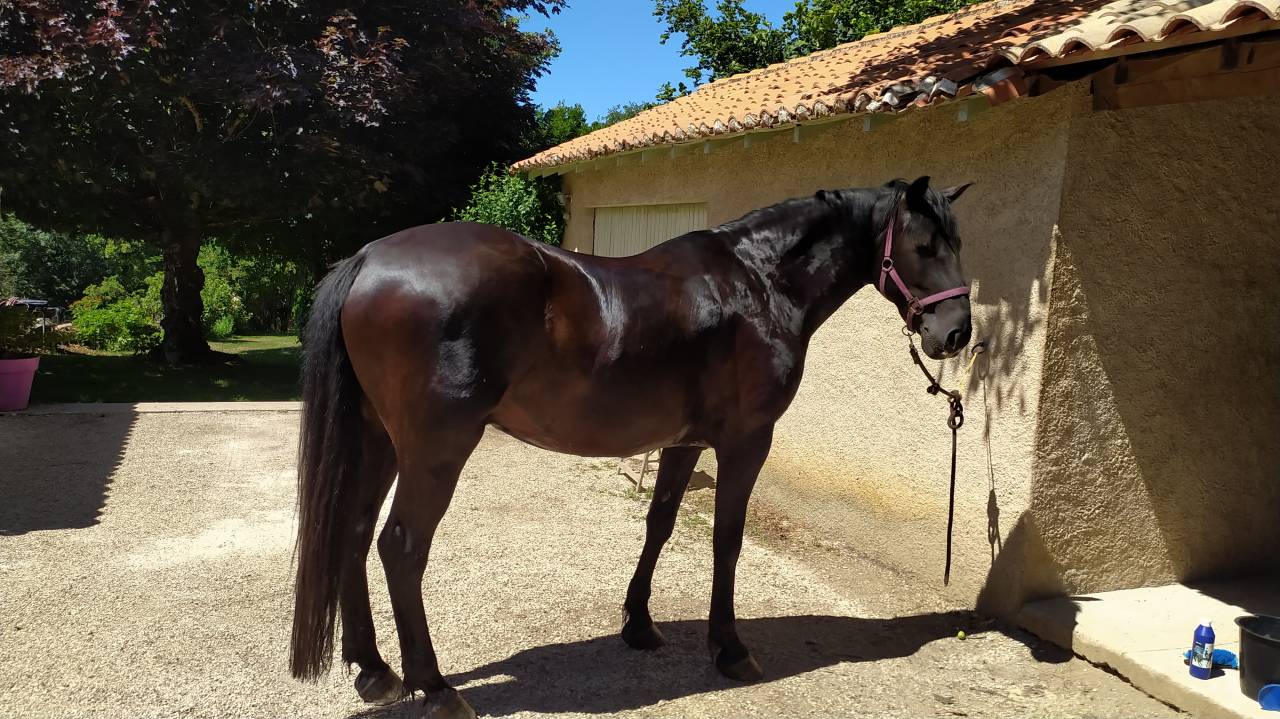 Caballo castrado Caballo Menorquin En venta 2016 Negro por SUTSU(ESP)OES