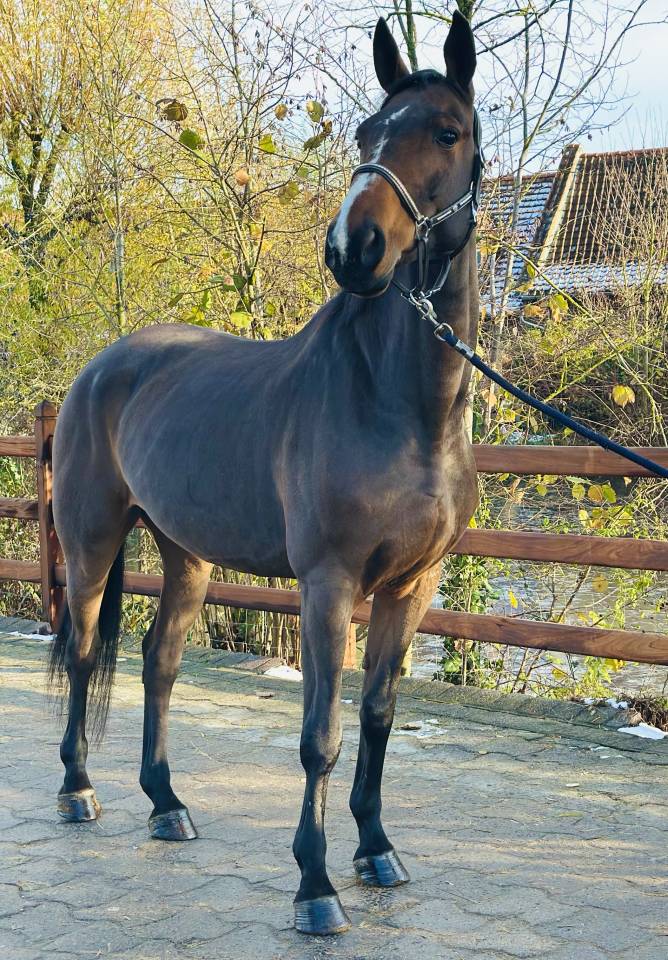 Yegua BWP Caballo de Sangre Belga En venta 2013 Bayo por Galisco van paemel 