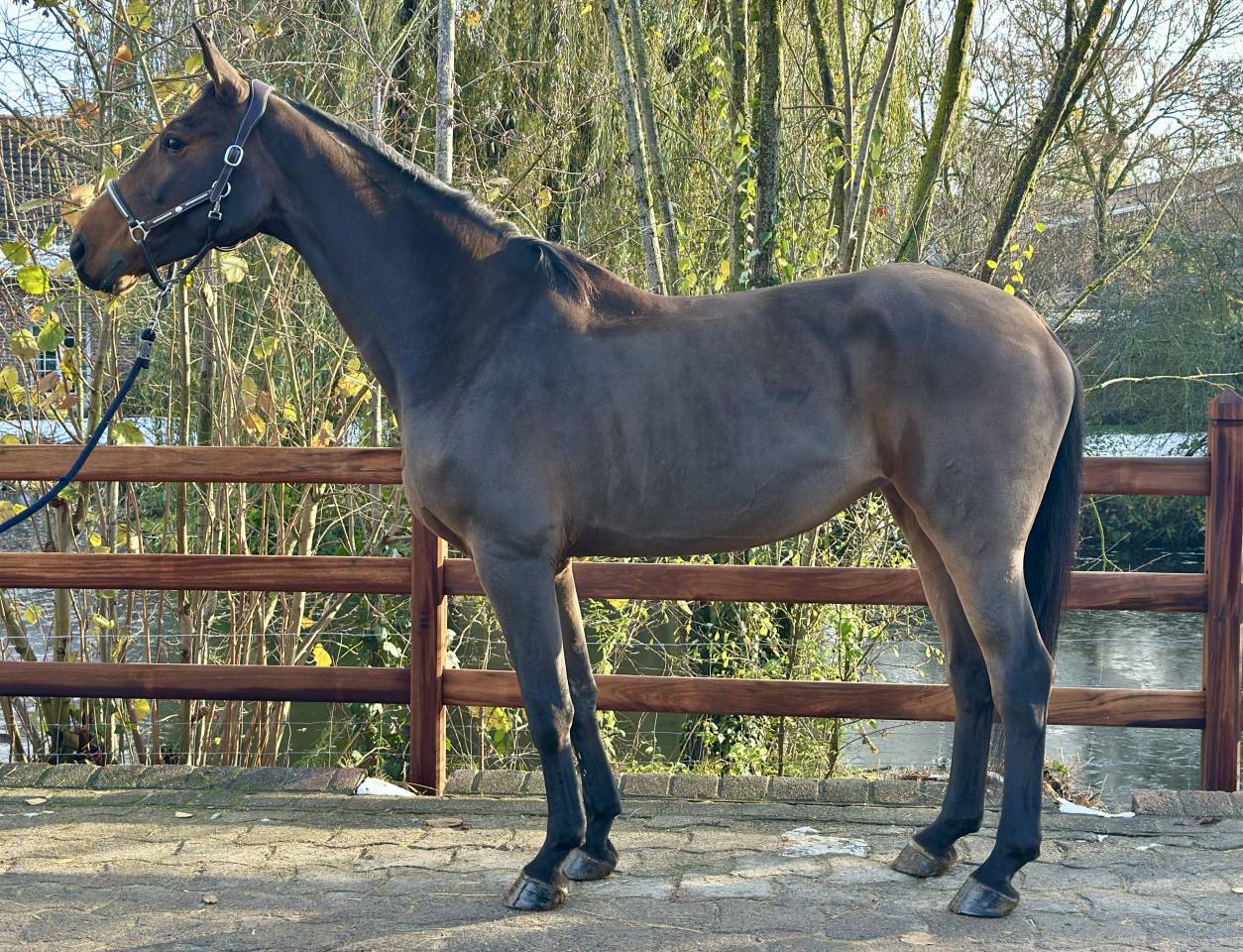 Yegua BWP Caballo de Sangre Belga En venta 2013 Bayo por Galisco van paemel 