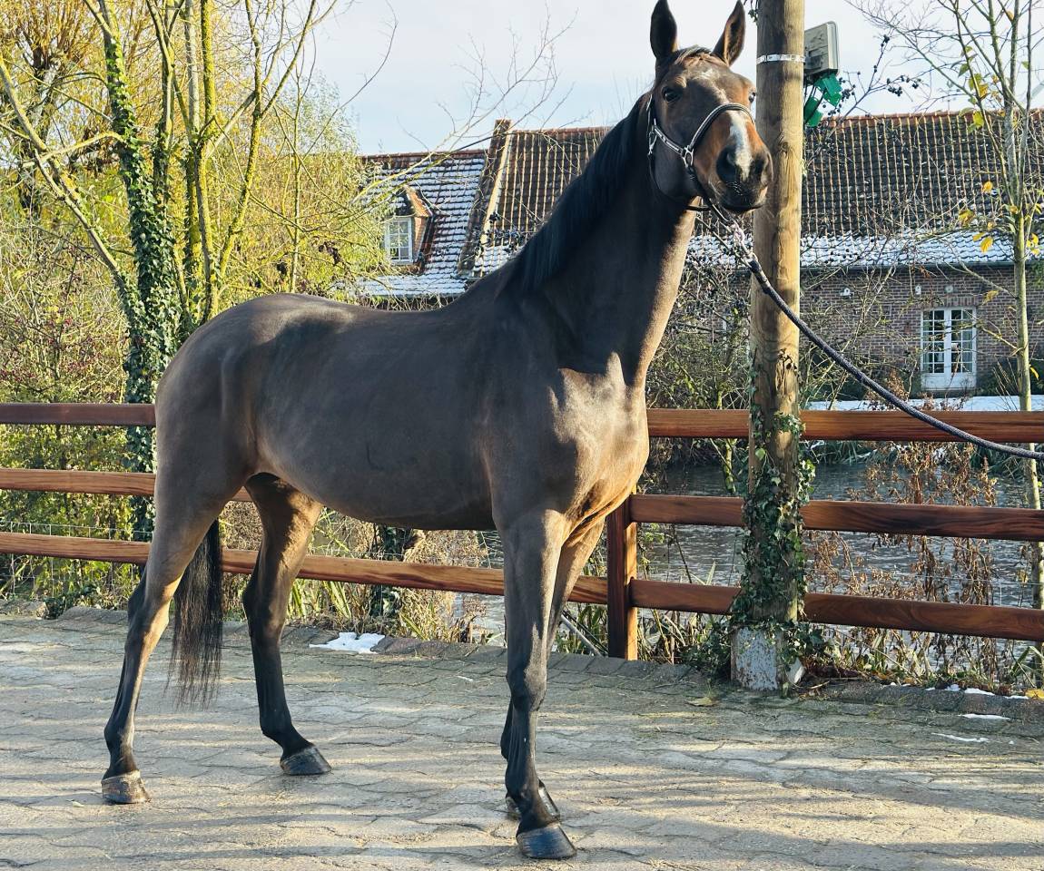 Yegua BWP Caballo de Sangre Belga En venta 2013 Bayo por Galisco van paemel 