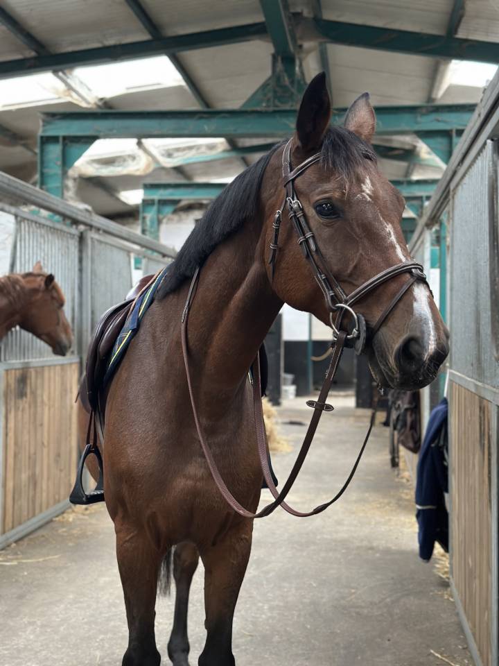 Yegua BWP Caballo de Sangre Belga En venta 2013 Bayo por Galisco van paemel 