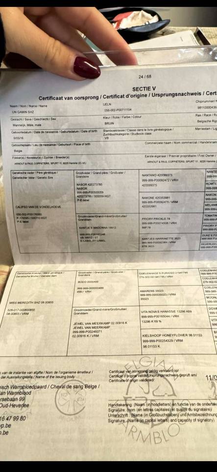 Yegua BWP Caballo de Sangre Belga En venta 2016 Bayo