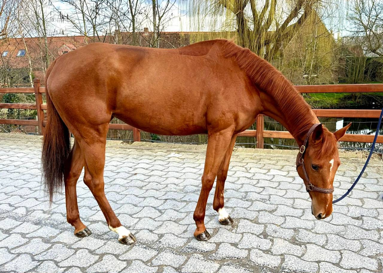 Yegua Paint Horse En venta 2022 Alaz&aacute;n