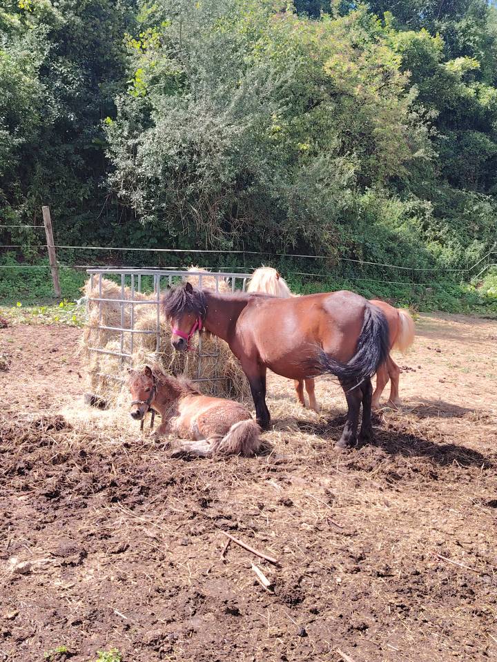 Yegua de ganadería Origen No Constatado En venta 2013 Bayo moreno
