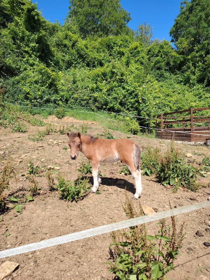 Yegua de ganadería Origen No Constatado En venta 2013 Bayo moreno