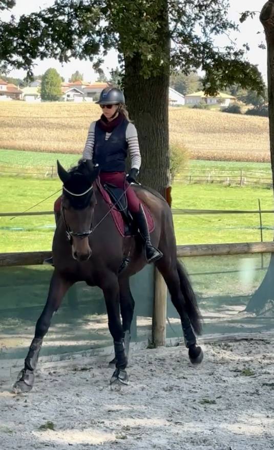 Caballo castrado Silla Francés En venta 2021 Bayo por FURSTENBALL
