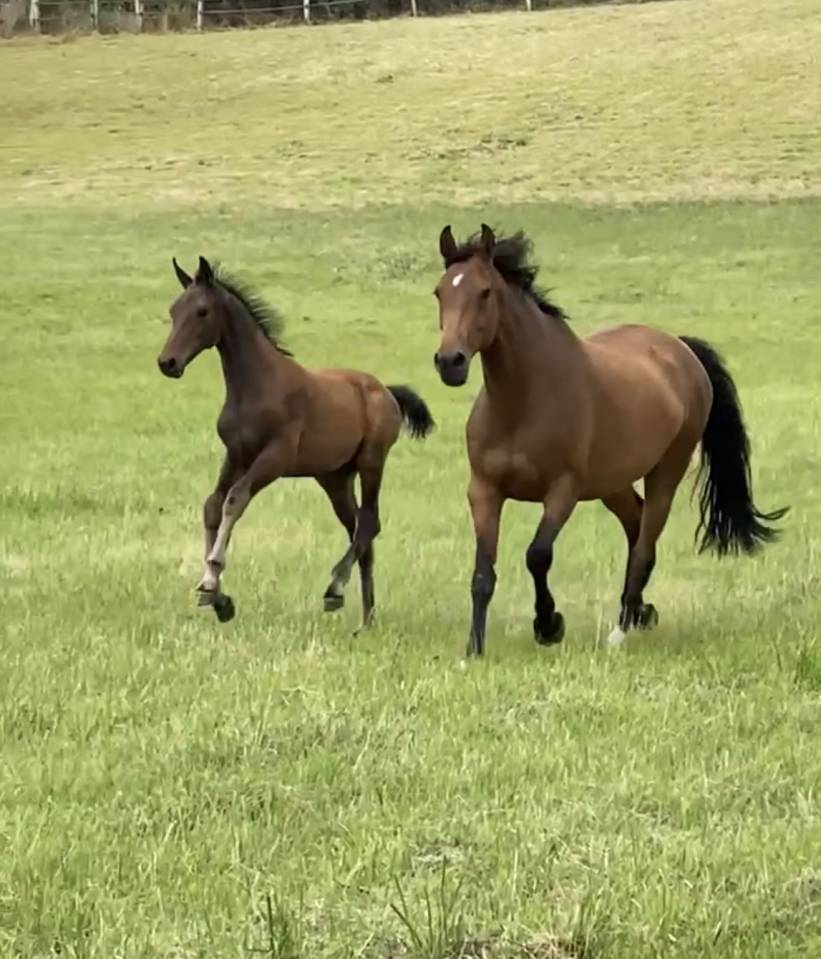 Caballo castrado Silla Francés En venta 2021 Bayo por FURSTENBALL