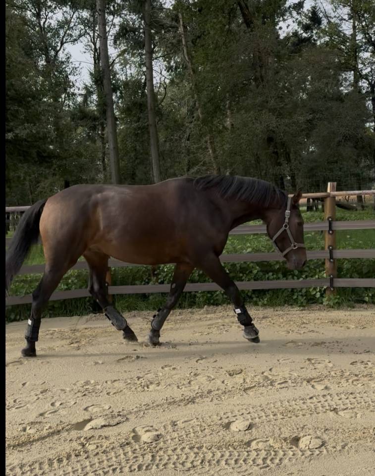 Caballo castrado Silla Francés En venta 2021 Bayo por FURSTENBALL