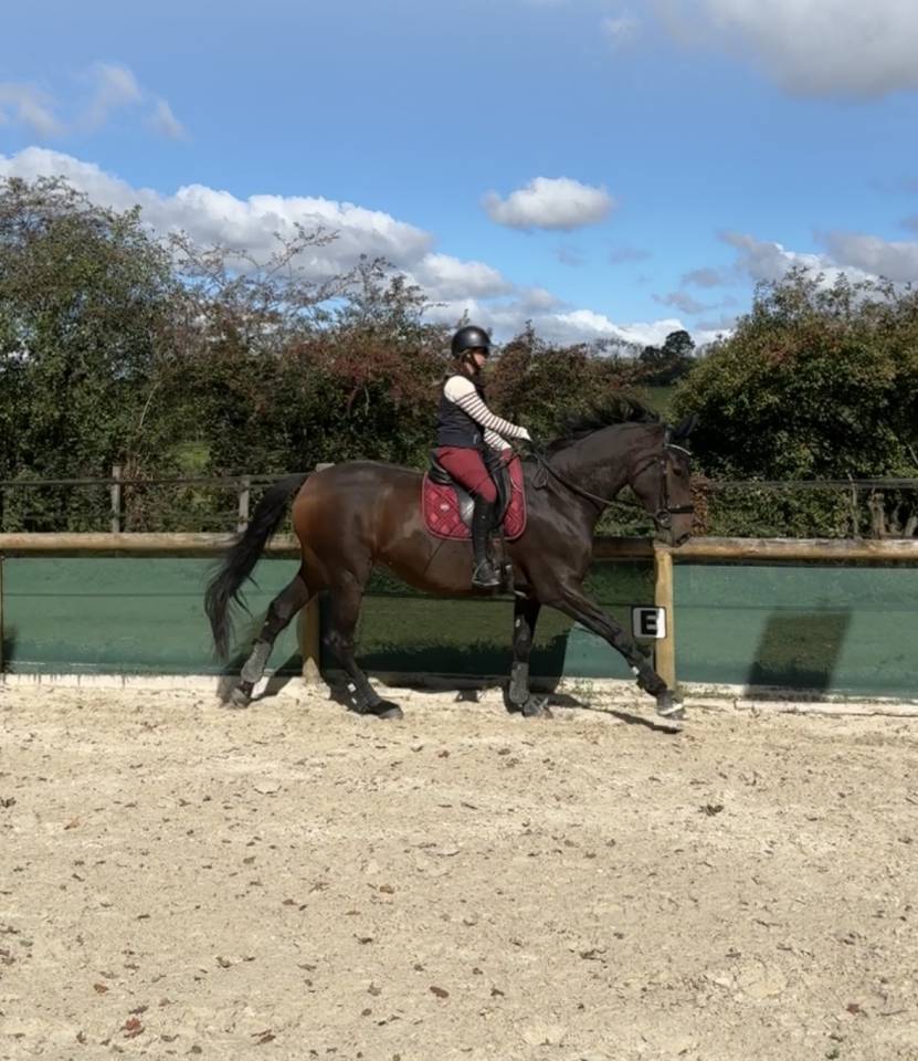 Caballo castrado Silla Francés En venta 2021 Bayo por FURSTENBALL
