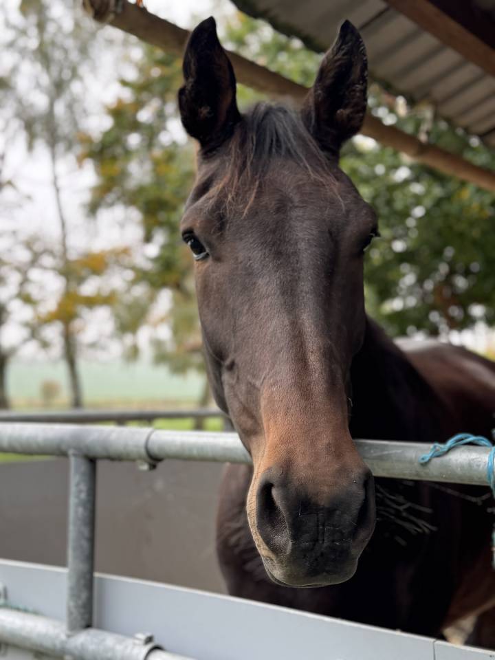 Caballo castrado Silla Francés En venta 2021 Bayo por FURSTENBALL