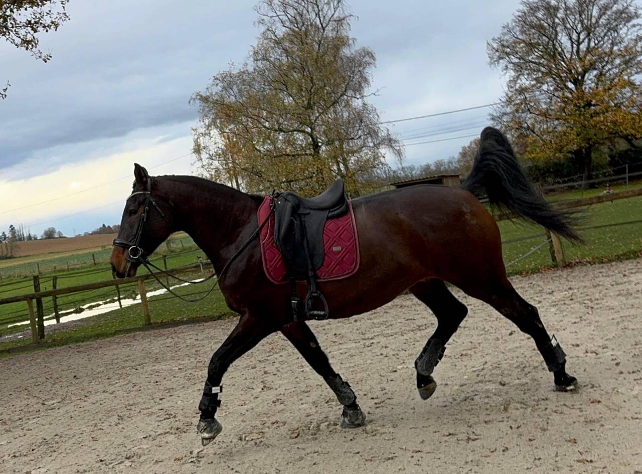 Caballo castrado Silla Francés En venta 2021 Bayo por FURSTENBALL