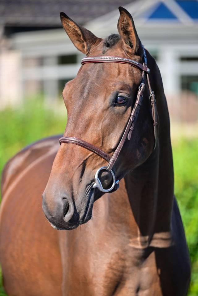 Caballo castrado Caballo de Deporte Irlandés En venta 2020 Bayo por WINTSENT V