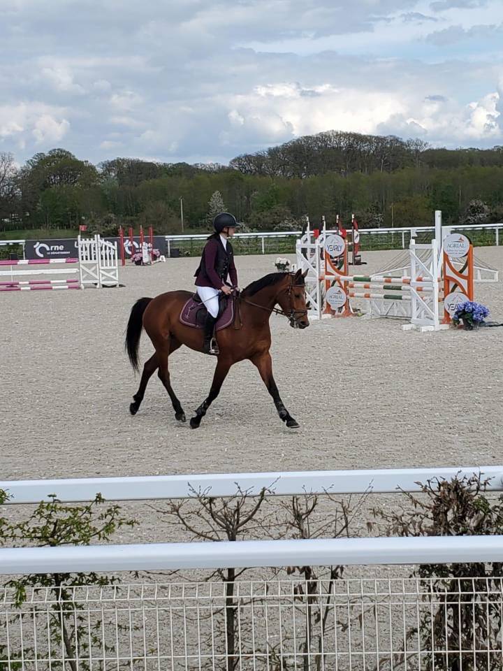 Yegua Silla Francés En venta 2019 Bayo por Bandro Boy