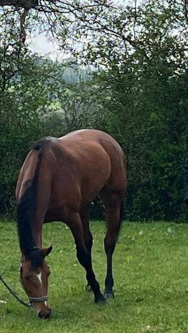 Yegua Silla Francés En venta 2019 Bayo por Bandro Boy