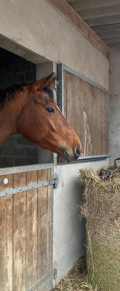 Yegua Silla Francés En venta 2019 Bayo por Bandro Boy