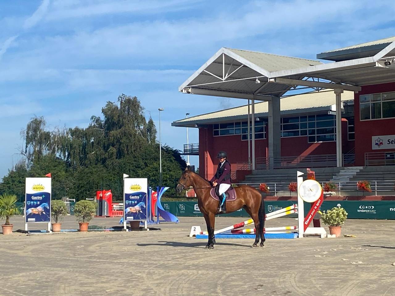 Yegua Silla Francés En venta 2019 Bayo por Bandro Boy