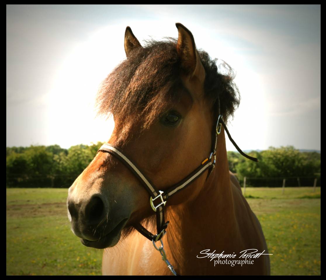 Caballo castrado Origen No Constatado En venta 2020 Isabelo