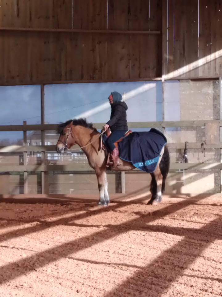 Caballo castrado Origen No Constatado En venta 2020 Isabelo