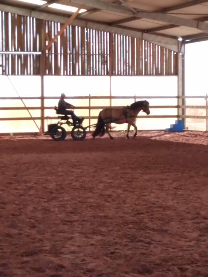 Caballo castrado Origen No Constatado En venta 2020 Isabelo