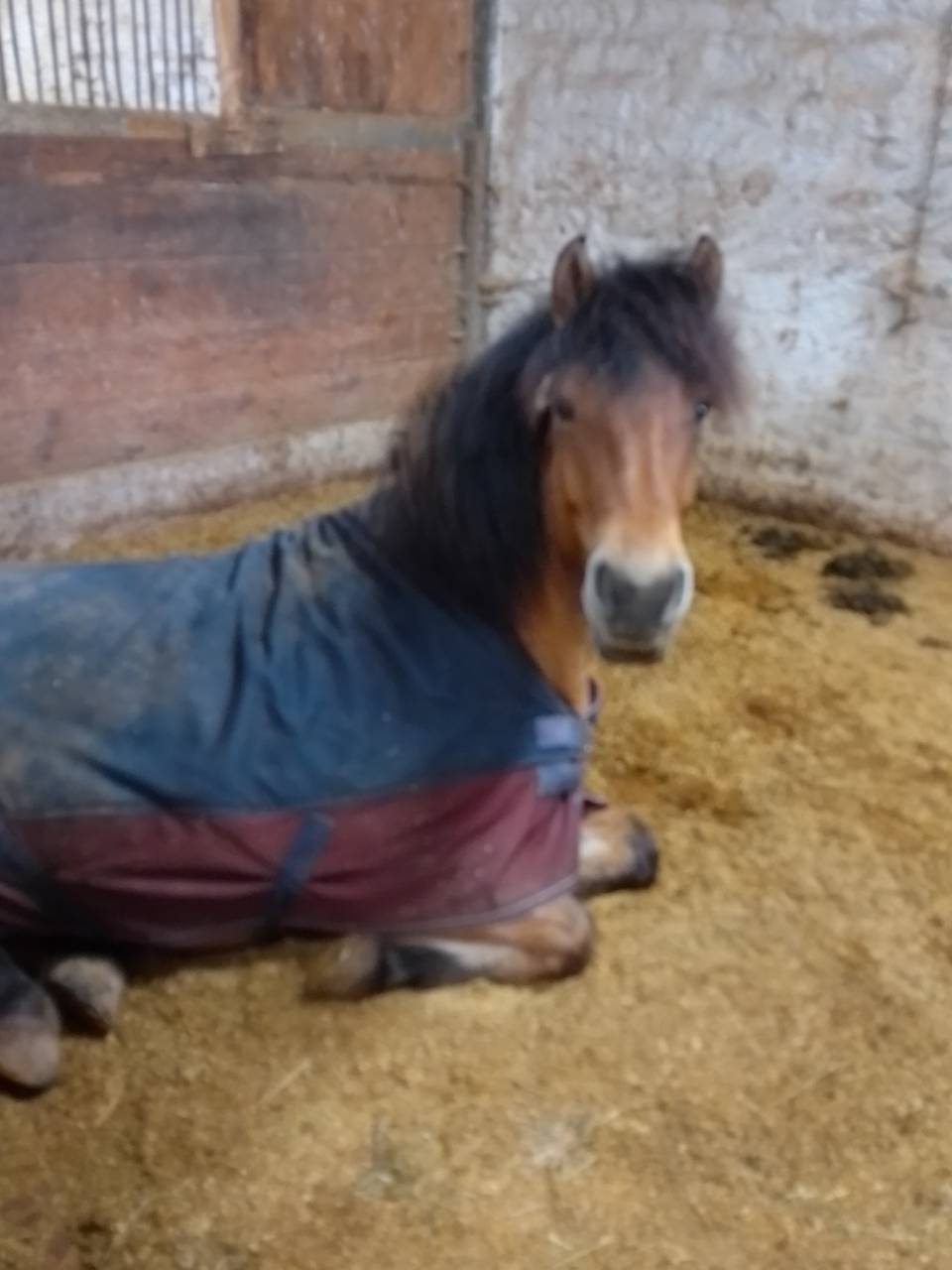 Caballo castrado Origen No Constatado En venta 2020 Isabelo