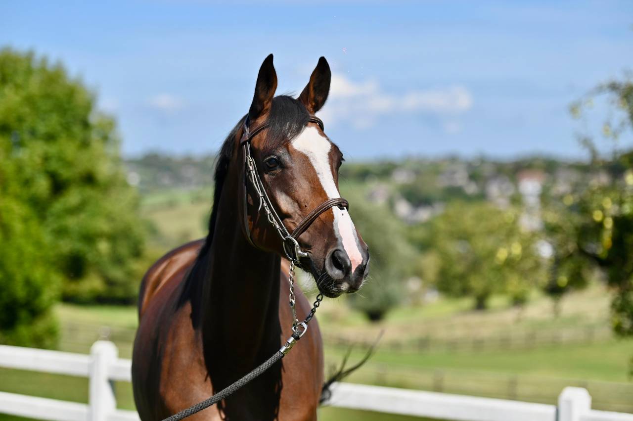 Yegua Zangersheide En venta 2021 Bayo por NIXON VAN 'T MEULENHOF