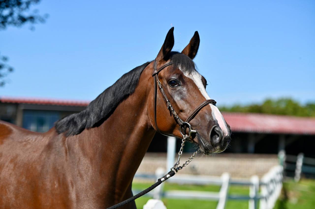 Yegua Zangersheide En venta 2021 Bayo por NIXON VAN 'T MEULENHOF