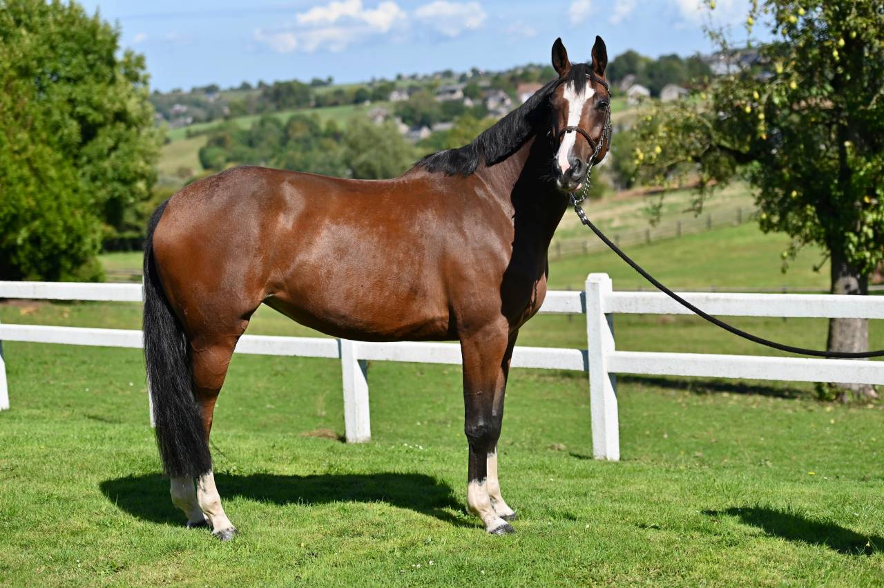 Yegua Zangersheide En venta 2021 Bayo por NIXON VAN 'T MEULENHOF